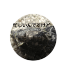 そう、かめだもの。（個別スタンプ：3）