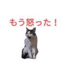 猫のマル（個別スタンプ：5）