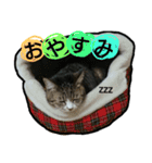 LOVEwannyanz（個別スタンプ：1）