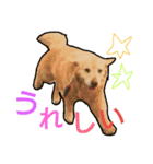 LOVEwannyanz（個別スタンプ：5）