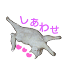 LOVEwannyanz（個別スタンプ：23）