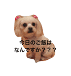 小笠原家のココちゃん 2（個別スタンプ：3）