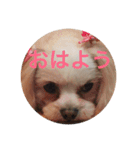 小笠原家のココちゃん 2（個別スタンプ：4）