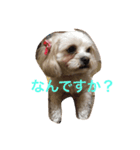 小笠原家のココちゃん 2（個別スタンプ：8）
