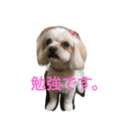 小笠原家のココちゃん 2（個別スタンプ：9）