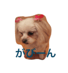 小笠原家のココちゃん 2（個別スタンプ：10）