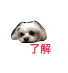 小笠原家のココちゃん 2（個別スタンプ：12）