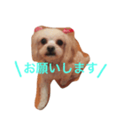 小笠原家のココちゃん 2（個別スタンプ：16）
