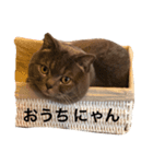猫のビギーの日常（個別スタンプ：2）