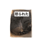 猫のビギーの日常（個別スタンプ：5）