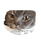 猫のビギーの日常（個別スタンプ：7）