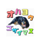 ラック（個別スタンプ：3）