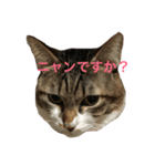 にゃんこで 修正版（個別スタンプ：1）