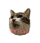 にゃんこで 修正版（個別スタンプ：6）