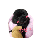 My Family TINK(1)（個別スタンプ：2）