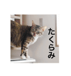 テトのスタンプたち（個別スタンプ：4）