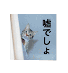 テトのスタンプたち（個別スタンプ：6）
