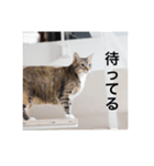 テトのスタンプたち（個別スタンプ：7）
