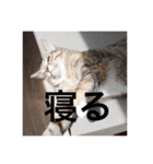 テトのスタンプたち（個別スタンプ：8）