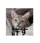 テトのスタンプたち（個別スタンプ：11）
