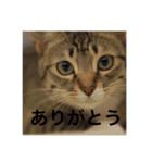 テトのスタンプたち（個別スタンプ：13）