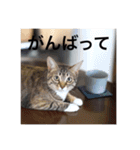 テトのスタンプたち（個別スタンプ：15）