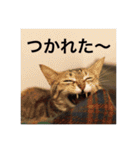 テトのスタンプたち（個別スタンプ：18）