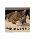 テトのスタンプたち（個別スタンプ：21）