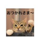 テトのスタンプたち（個別スタンプ：22）