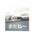 テトのスタンプたち（個別スタンプ：24）