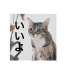 テトのスタンプたち（個別スタンプ：30）