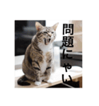テトのスタンプたち（個別スタンプ：31）