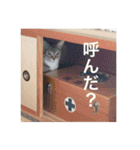 テトのスタンプたち（個別スタンプ：33）