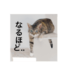 テトのスタンプたち（個別スタンプ：36）