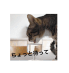 テトのスタンプたち（個別スタンプ：38）