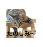 テトのスタンプたち（個別スタンプ：39）