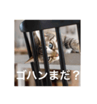 テトのスタンプたち（個別スタンプ：40）