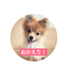 pomeranian517（個別スタンプ：3）