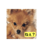 pomeranian517（個別スタンプ：8）