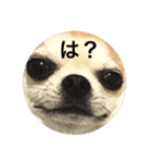 殿様犬ペコ（個別スタンプ：1）