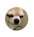 殿様犬ペコ（個別スタンプ：2）