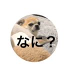 殿様犬ペコ（個別スタンプ：3）