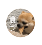 殿様犬ペコ（個別スタンプ：4）