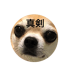 殿様犬ペコ（個別スタンプ：5）