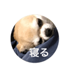 殿様犬ペコ（個別スタンプ：6）