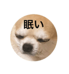 殿様犬ペコ（個別スタンプ：7）