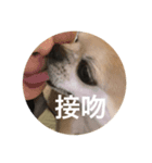 殿様犬ペコ（個別スタンプ：8）