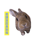 Rabbit jump（個別スタンプ：1）