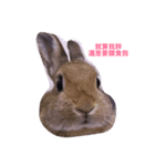 Rabbit jump（個別スタンプ：2）