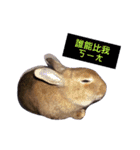 Rabbit jump（個別スタンプ：4）